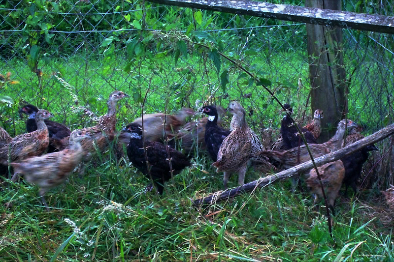 Local wildlife, animals or field activity